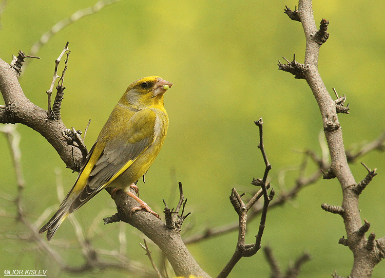 European Greenfinch Carduelis chloris   mt Susita ,Golan 25-03-12   Lior Kislev